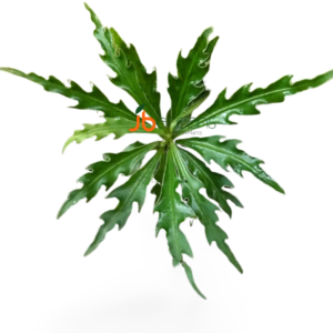 Labisia sp. Kalbar