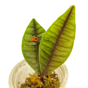 Labisia sp. Papua