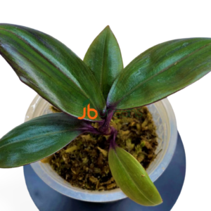 Labisia sp. Purple (commelinaceae)