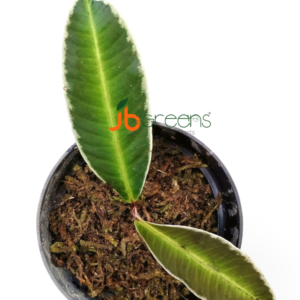 Labisia sp. White Line
