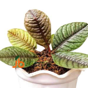Labisia sp. Sabilit