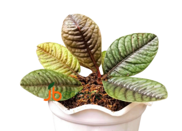 Labisia sp. Sabilit
