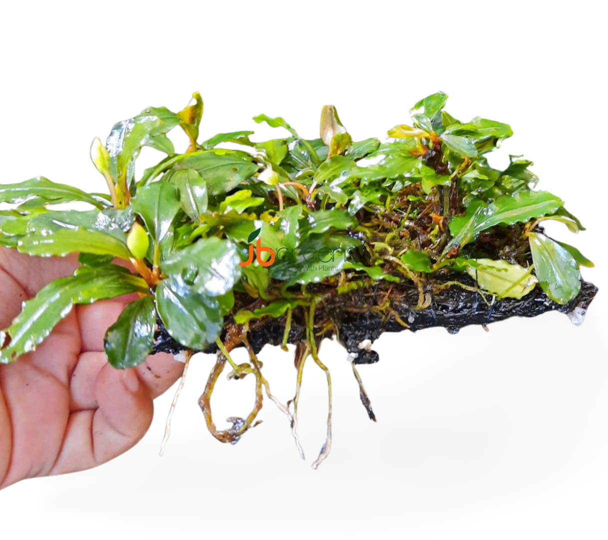 Lamandau 777 (set of 5)