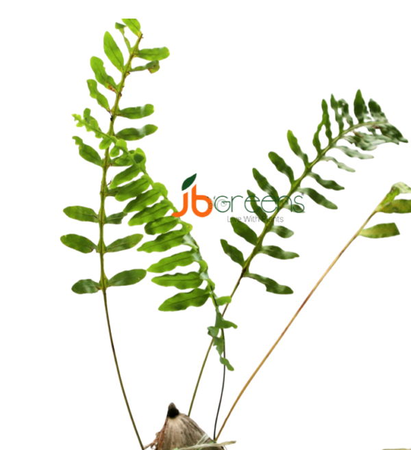 Lecanopteris Deparioides