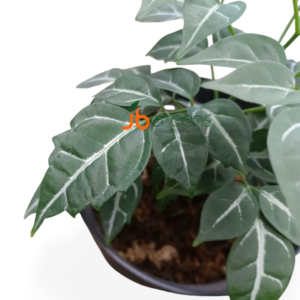 Leea sp Green
