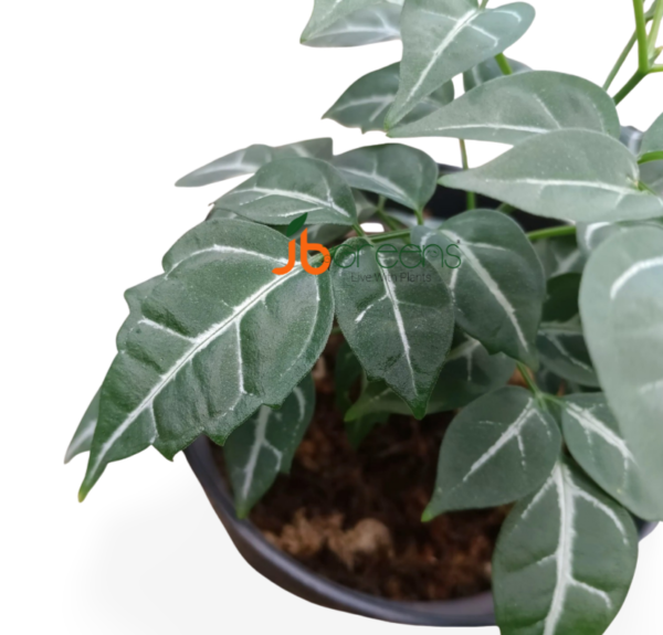 Leea sp Green
