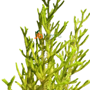 Lycopodium Cernuum L.