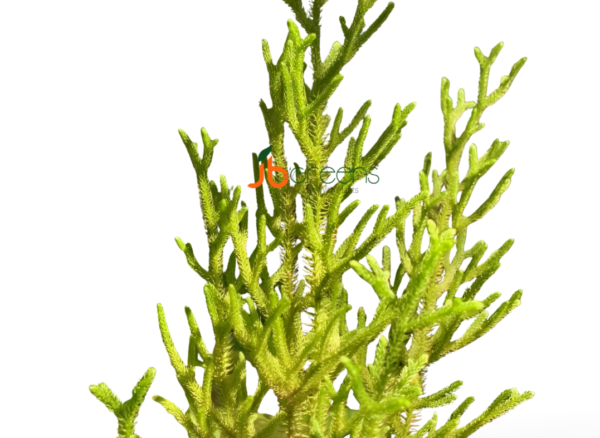Lycopodium Cernuum L.