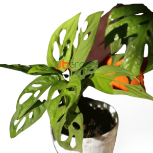 Monstera Adansonii