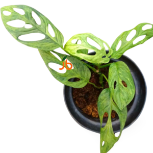 Monstera Adansonii Variegated