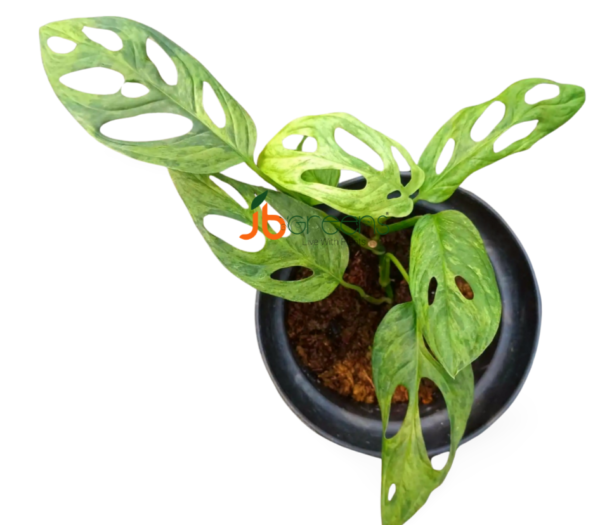 Monstera Adansonii Variegated