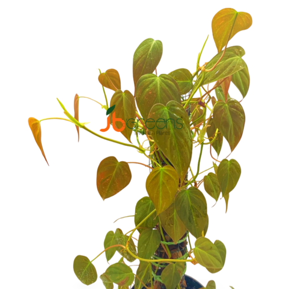 Philodendron Mican