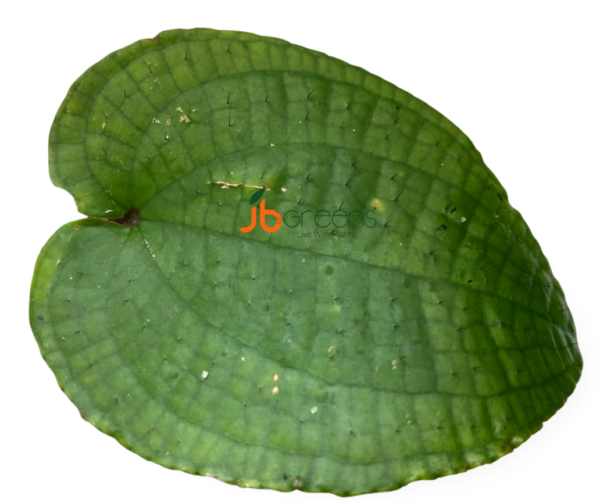 Phyllagathis sp