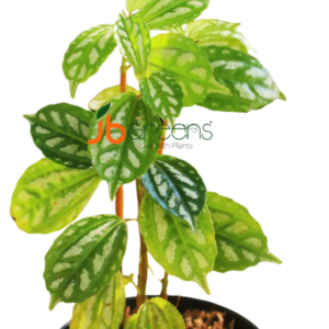 Pilea Cadierei