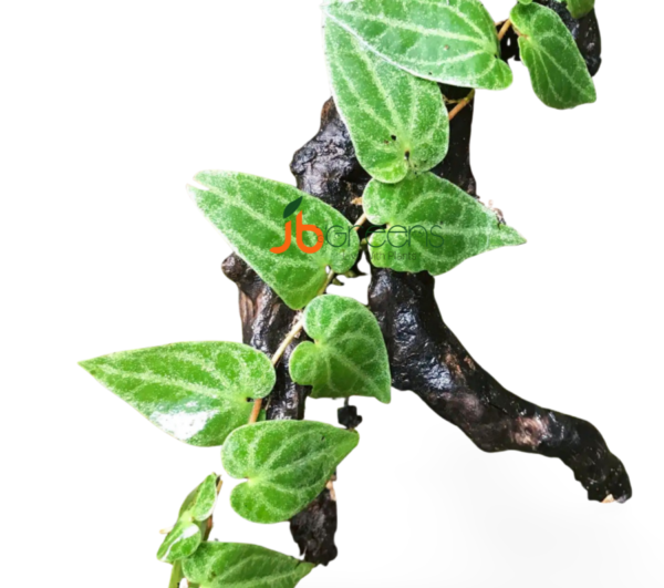 Piper Baccatum Blume.