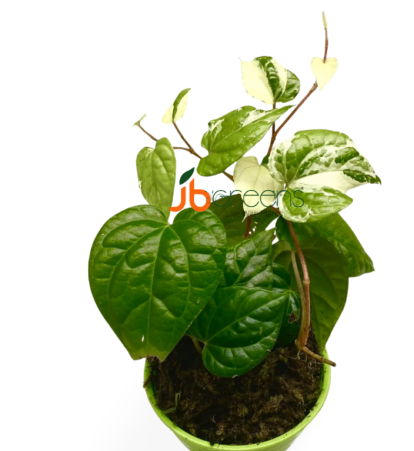 Piper Nigrum Albo Variegated