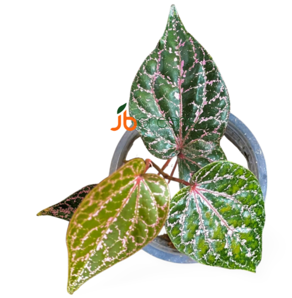 Piper Ornatum (Crocatum)