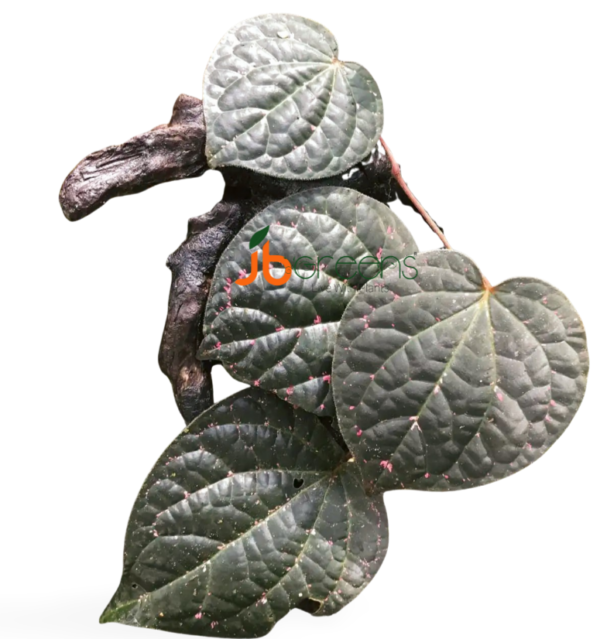 Piper Porphyrophyllum