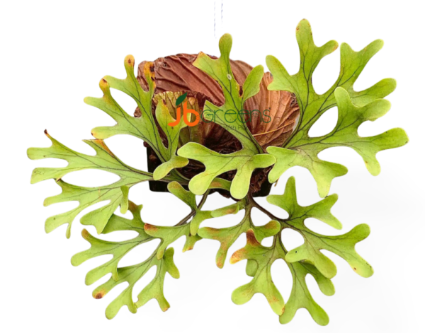 Platycerium Ridleyii Christ.