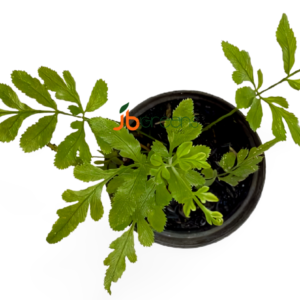 Pteris Cretica