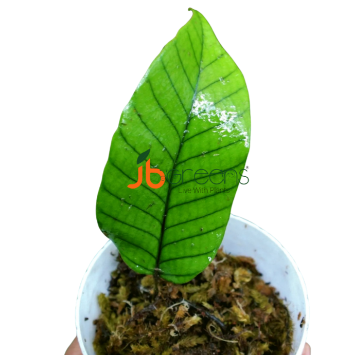 Pyrrosia Sp. Bengkayang