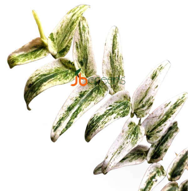 Rhaphidophora Tenuis Variegated