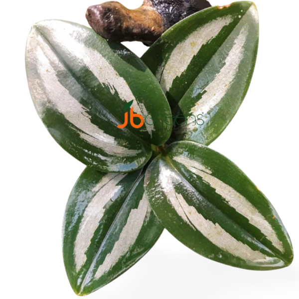 Scaphochlamys Scintillans Ooi