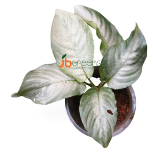 Schismatoglottis Silver
