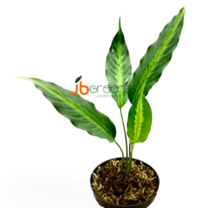 Schismatoglottis Yellow Line