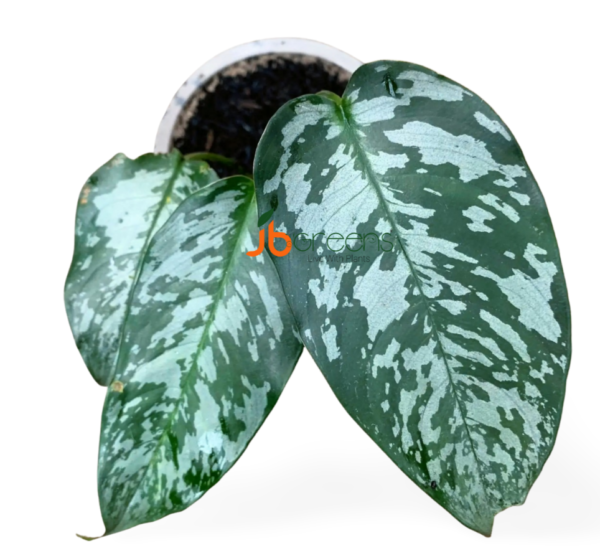Schismatoglottis motleyana. (Schott) Engl. Army New Guinea