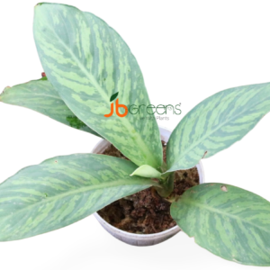 Schismatoglottis sp. Bicolor