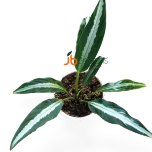 Schismatoglottis white line
