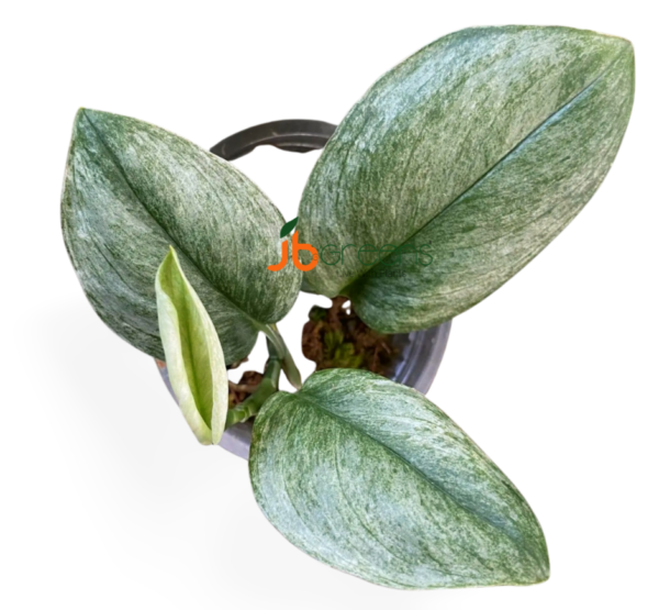 Scindapsus Mint Variegated sp Borneo