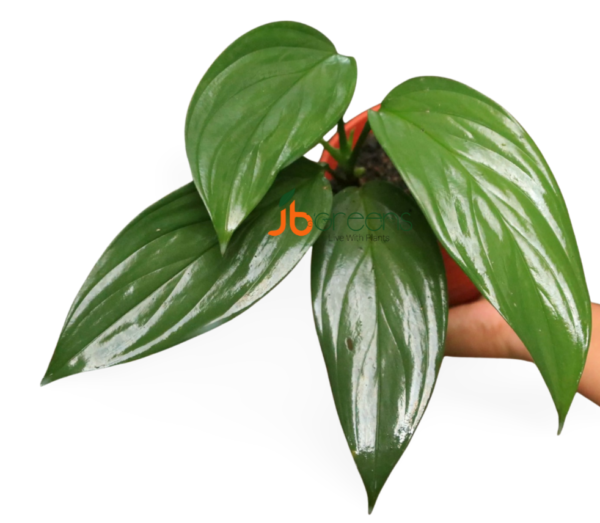Scindapsus Prakensis Silver