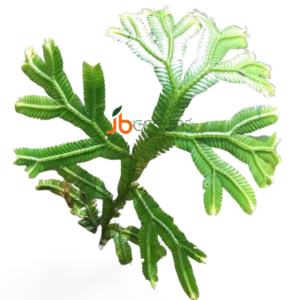 Selaginella Kuayan