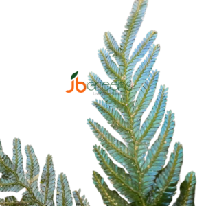 Selaginella Siamensis