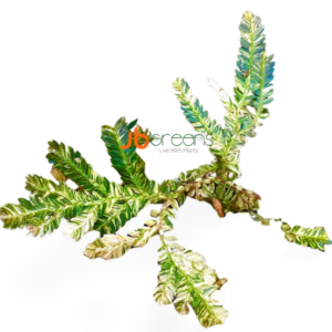 Selaginella Variegated