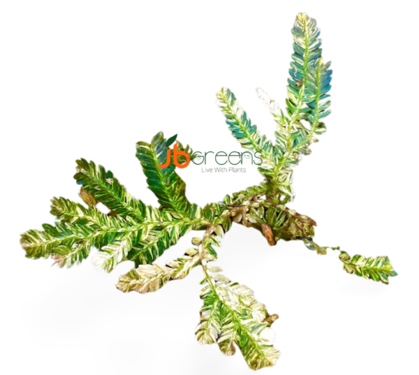 Selaginella Variegated