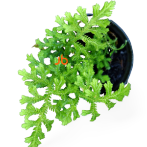 Selaginella sp Kapuas Hulu