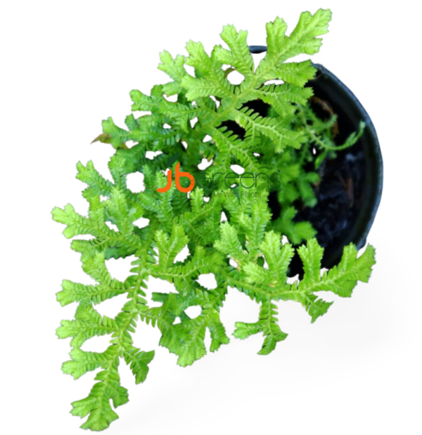 Selaginella sp Kapuas Hulu