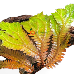 Selaginella sp Sumatra