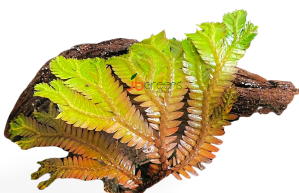 Selaginella sp Sumatra