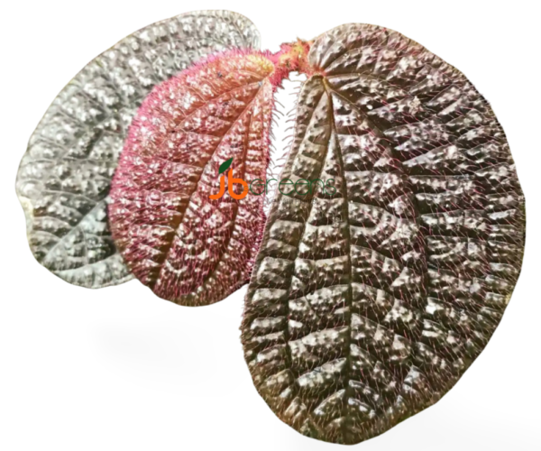 Sonerila Red