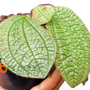 Sonerila Sp. Green