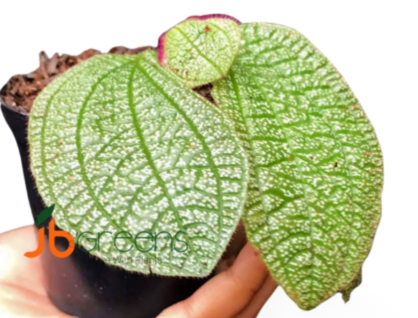 Sonerila Sp. Green