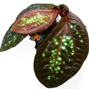 Sonerila Sp. Green Spot