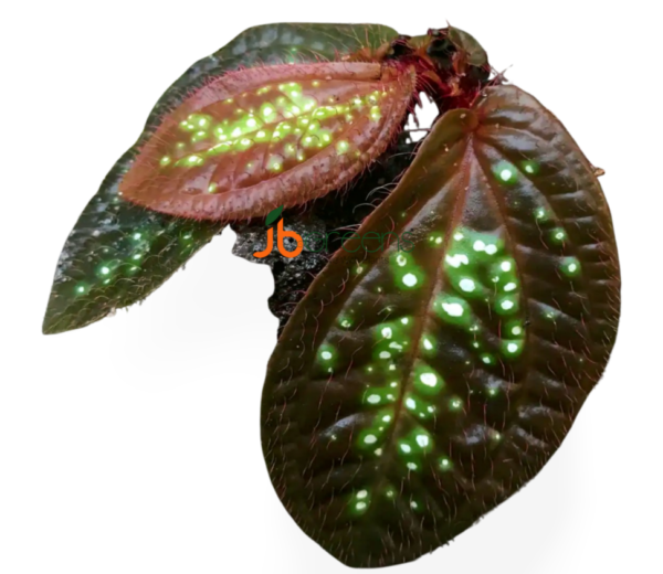 Sonerila Sp. Green Spot