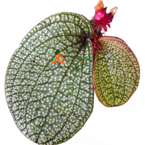 Sonerila Sp. Kalbar