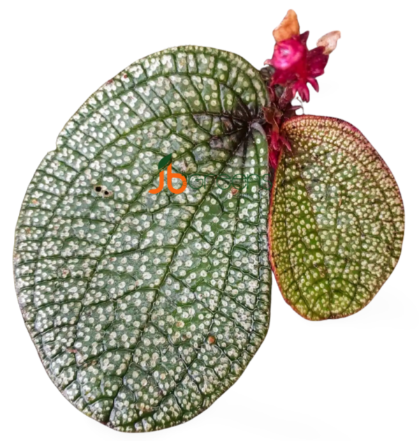 Sonerila Sp. Kalbar