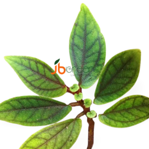 Sonerila Sp Tepuai